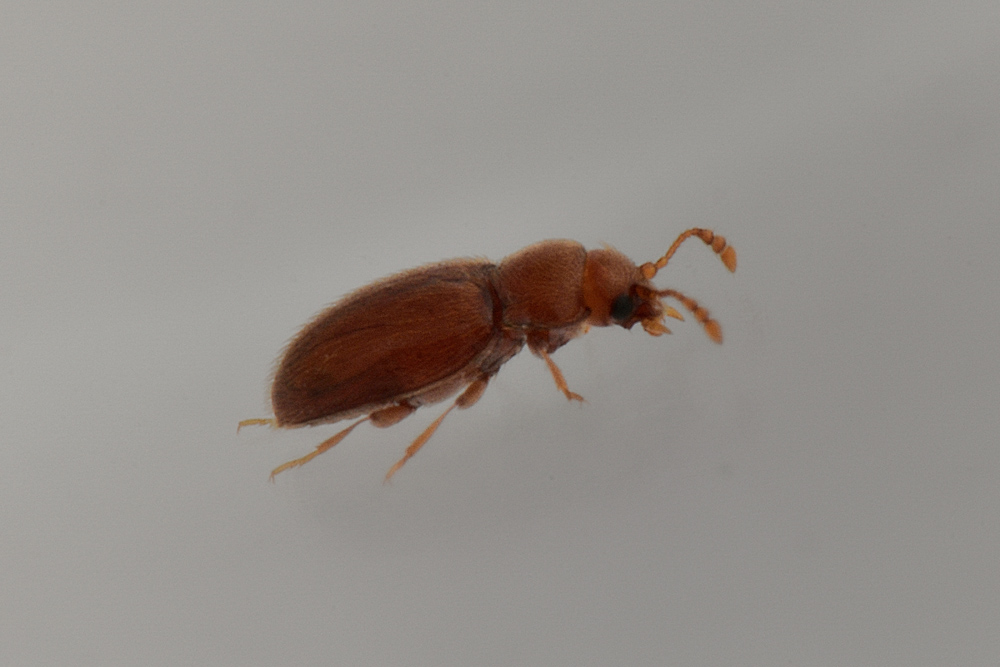 Endomychidae: Symbiotes gibberosus